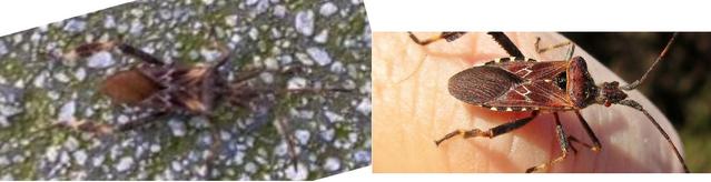 Plaatje bij antwoord