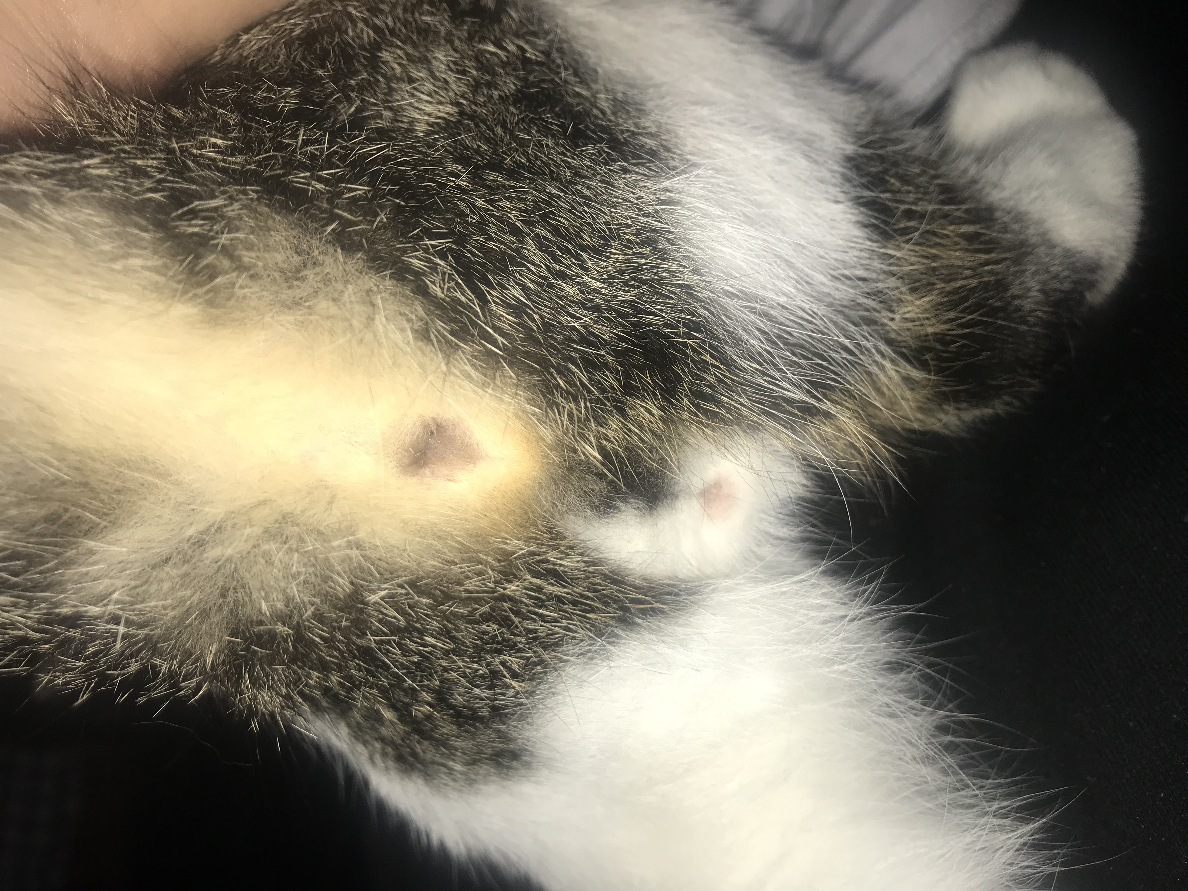 Picture for question