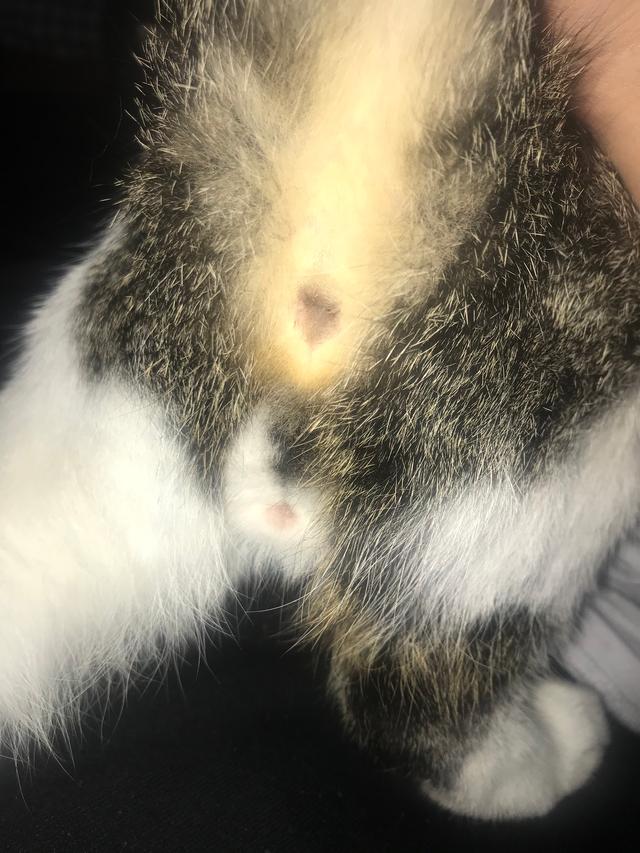 Picture for question