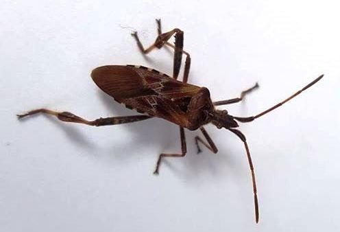 Plaatje bij antwoord