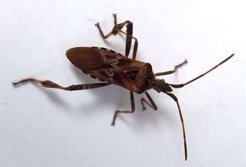 Plaatje bij antwoord