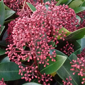 Plaatje bij antwoord