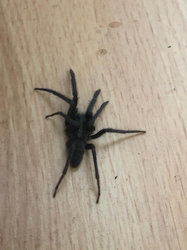 Picture for question