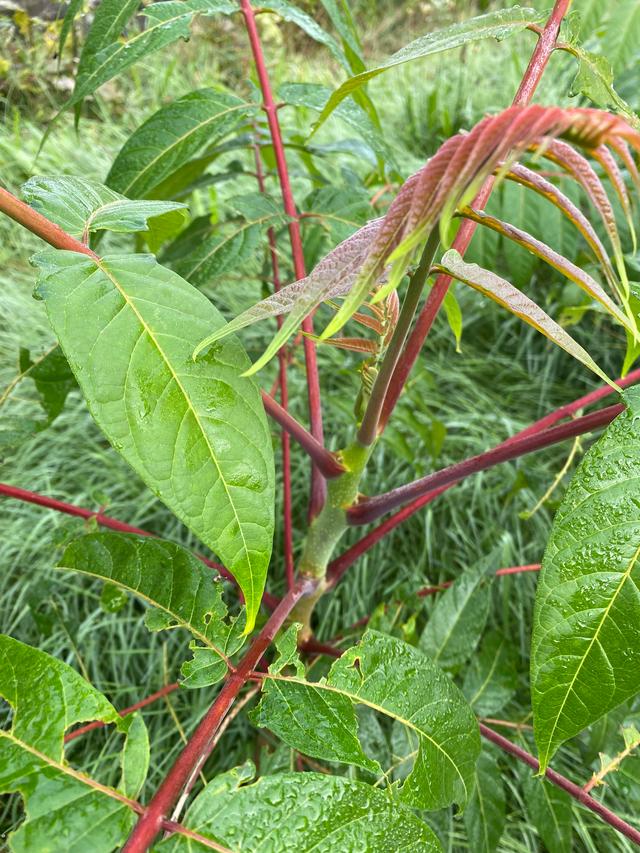 Picture for question