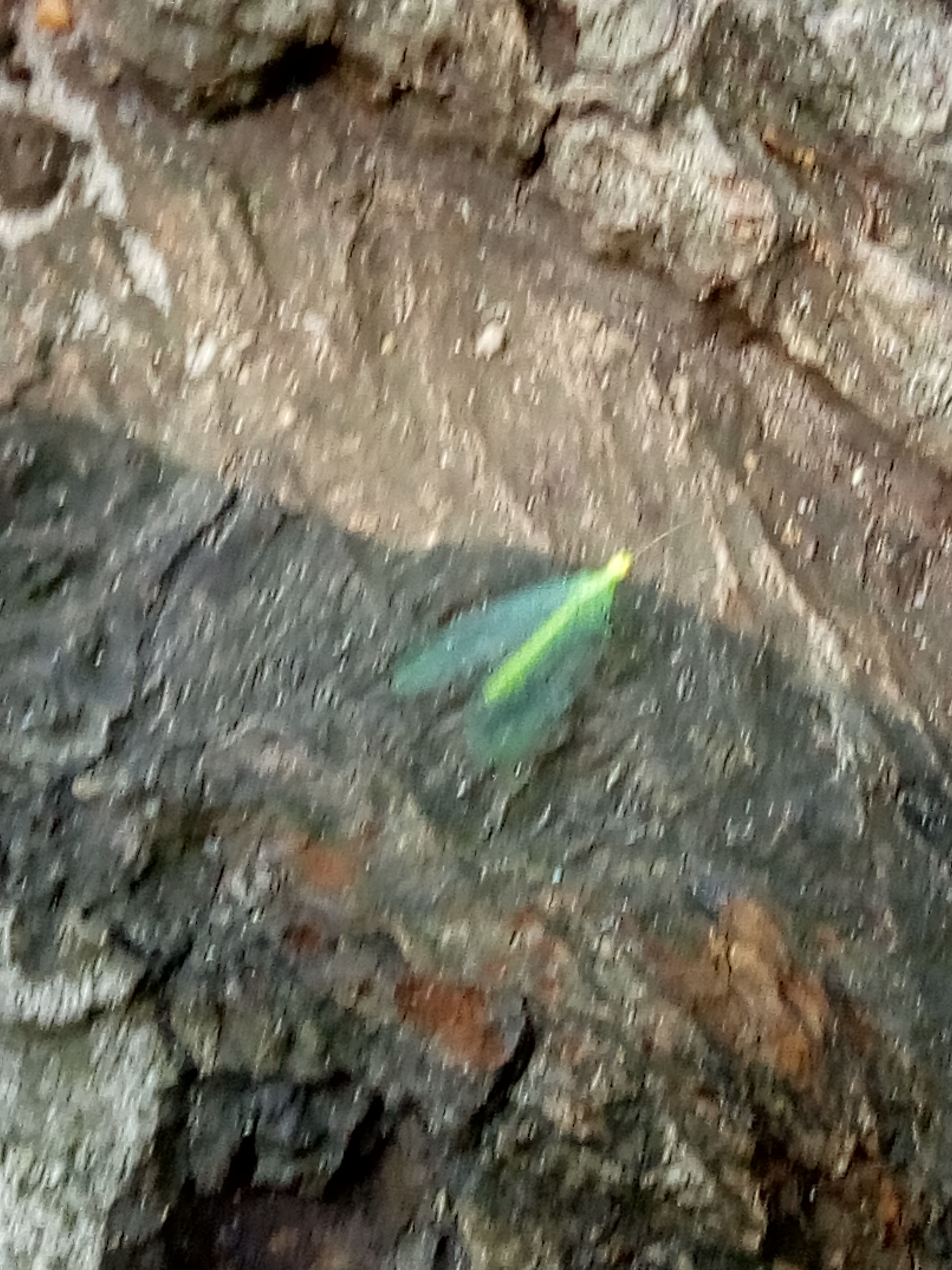 Picture for question