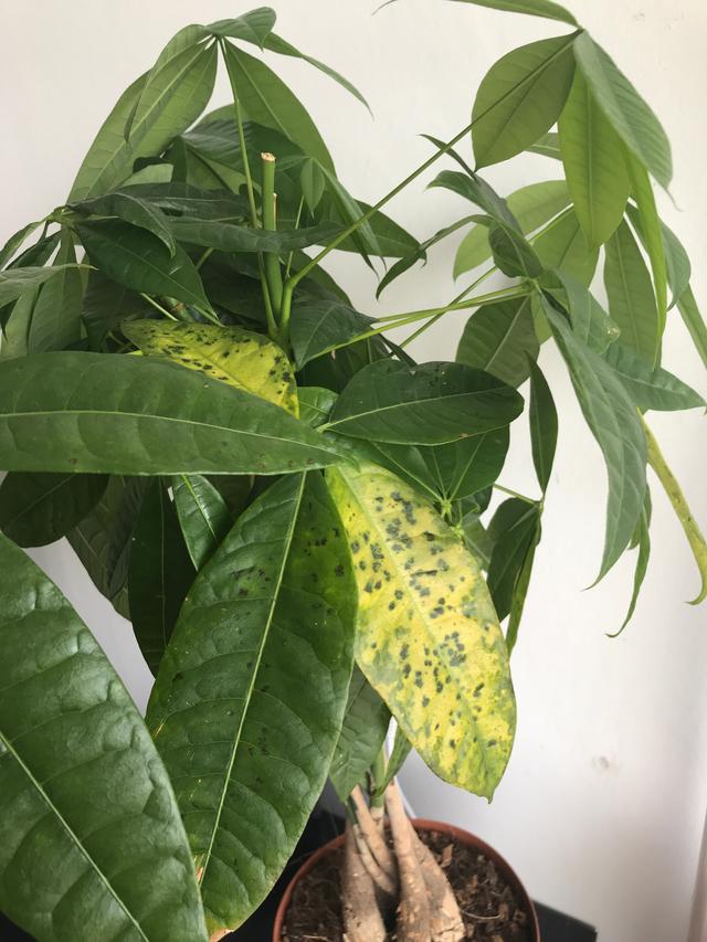 Picture for question