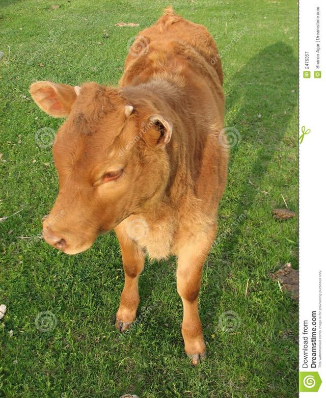 Plaatje bij antwoord