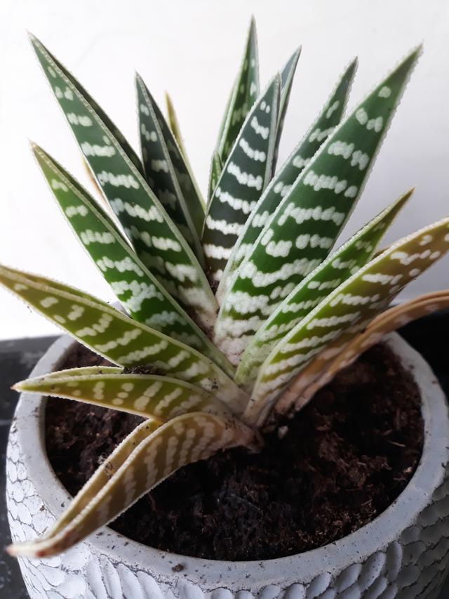 Picture for question