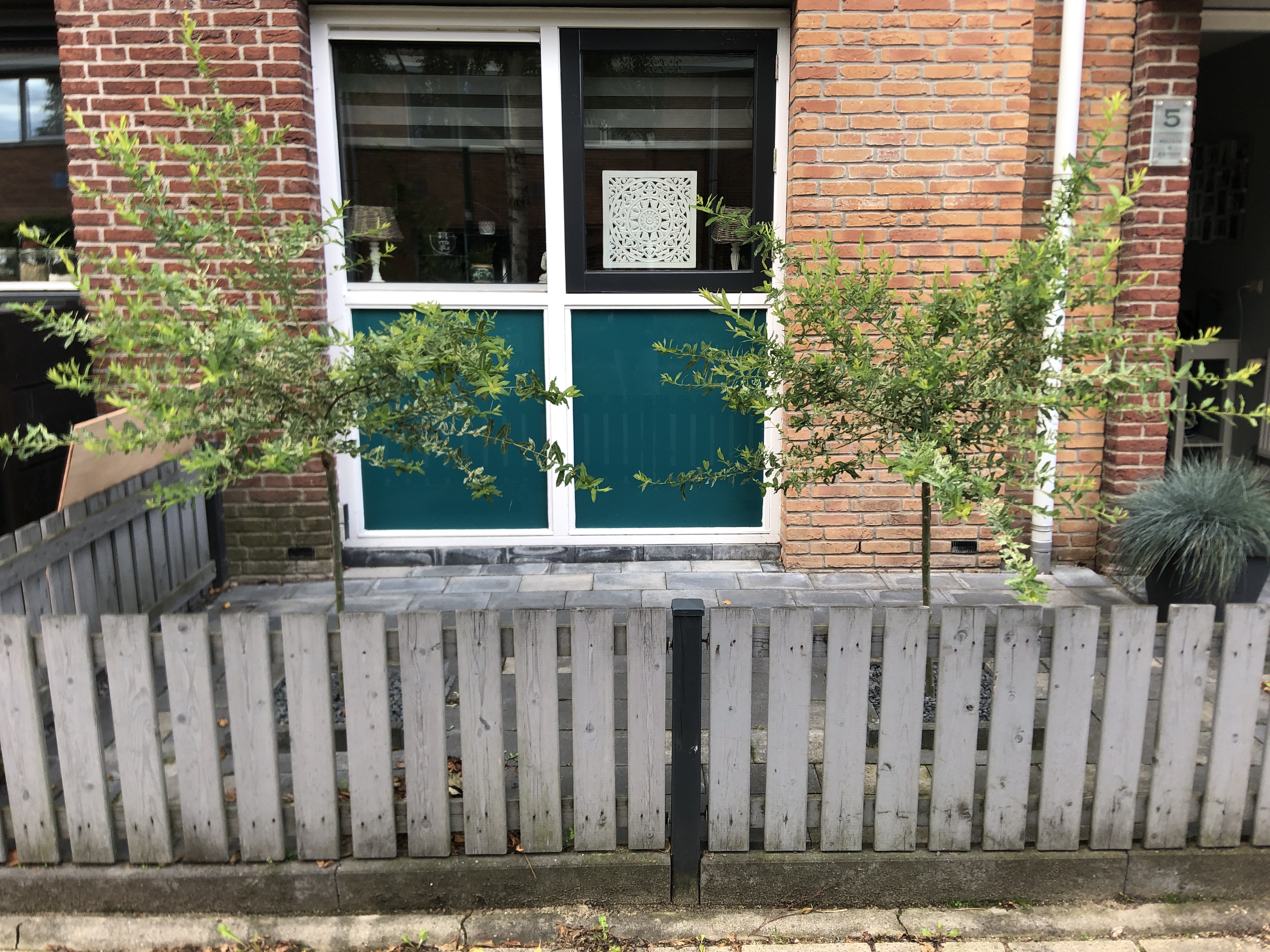 Picture for question