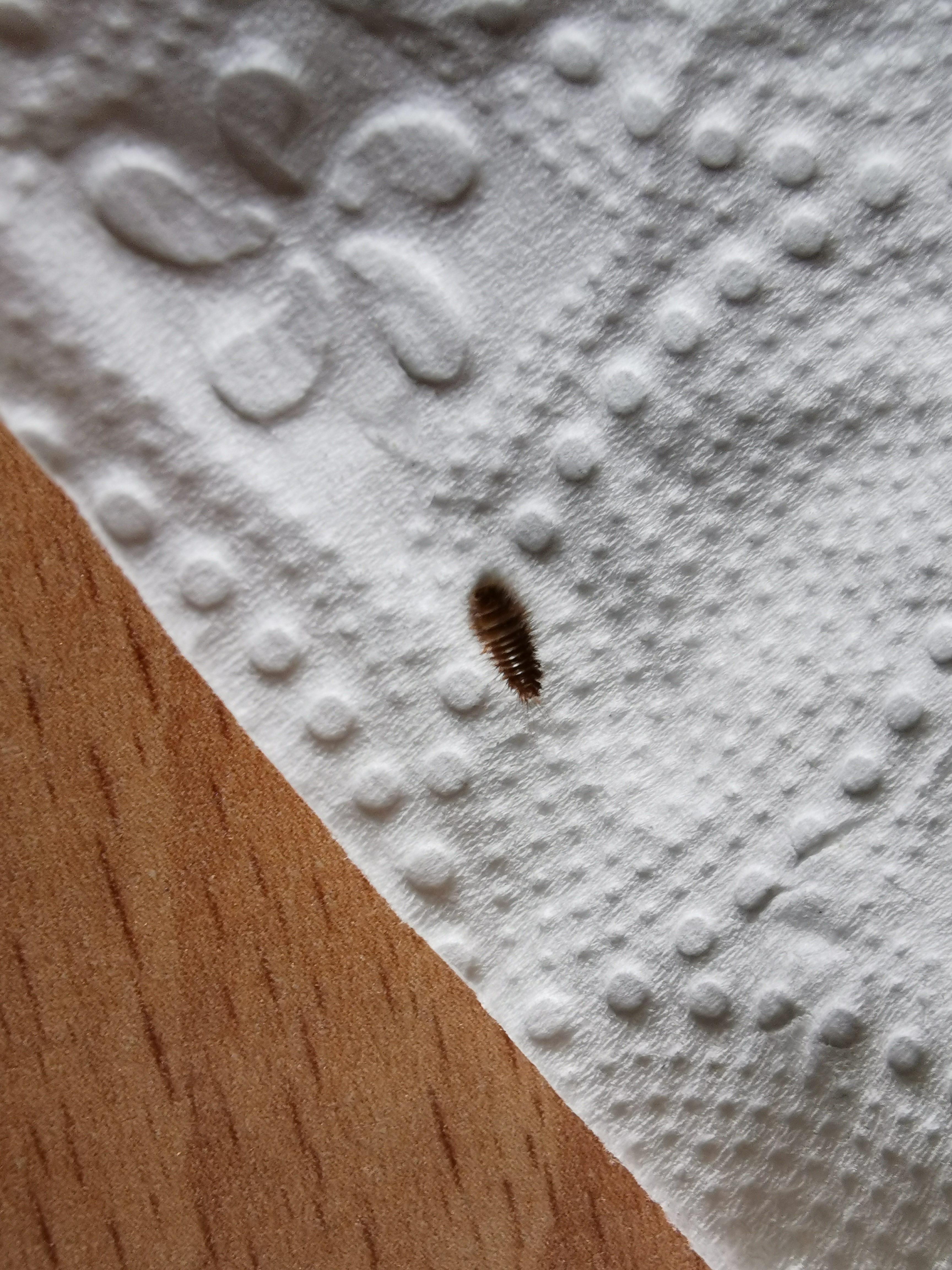 Picture for question