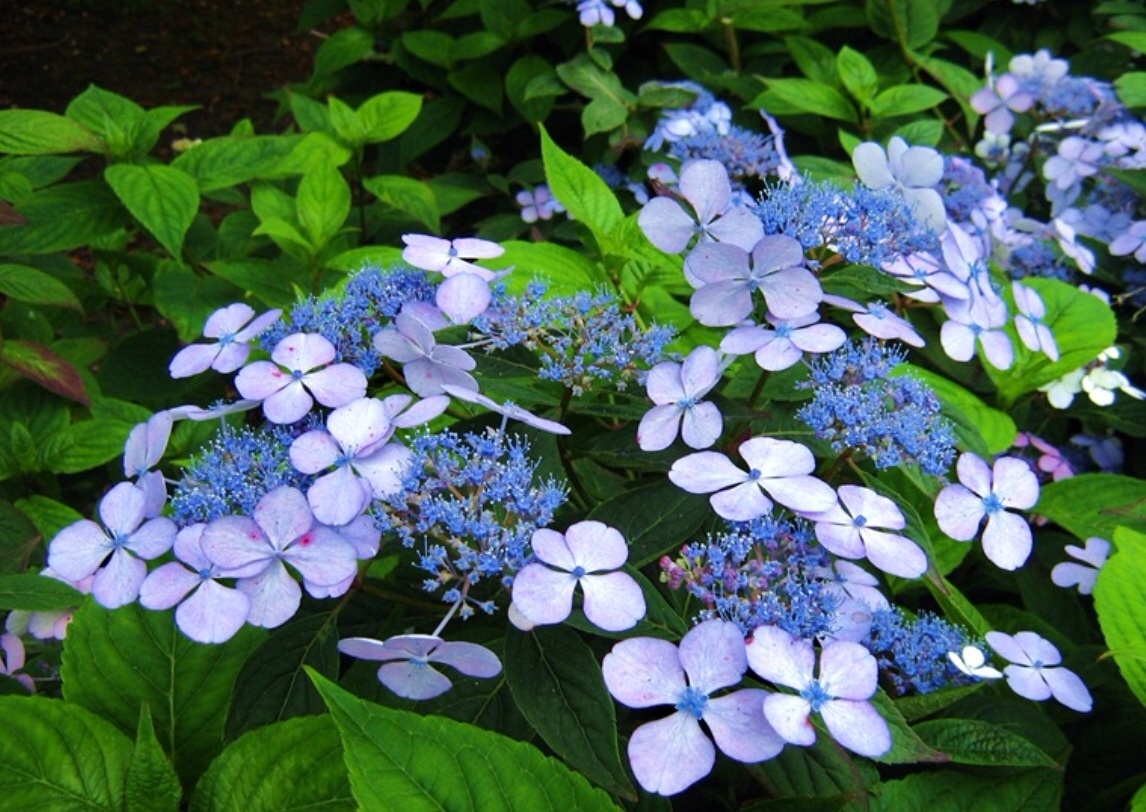 Plaatje bij antwoord