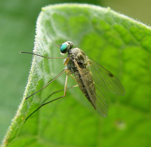 Plaatje bij antwoord
