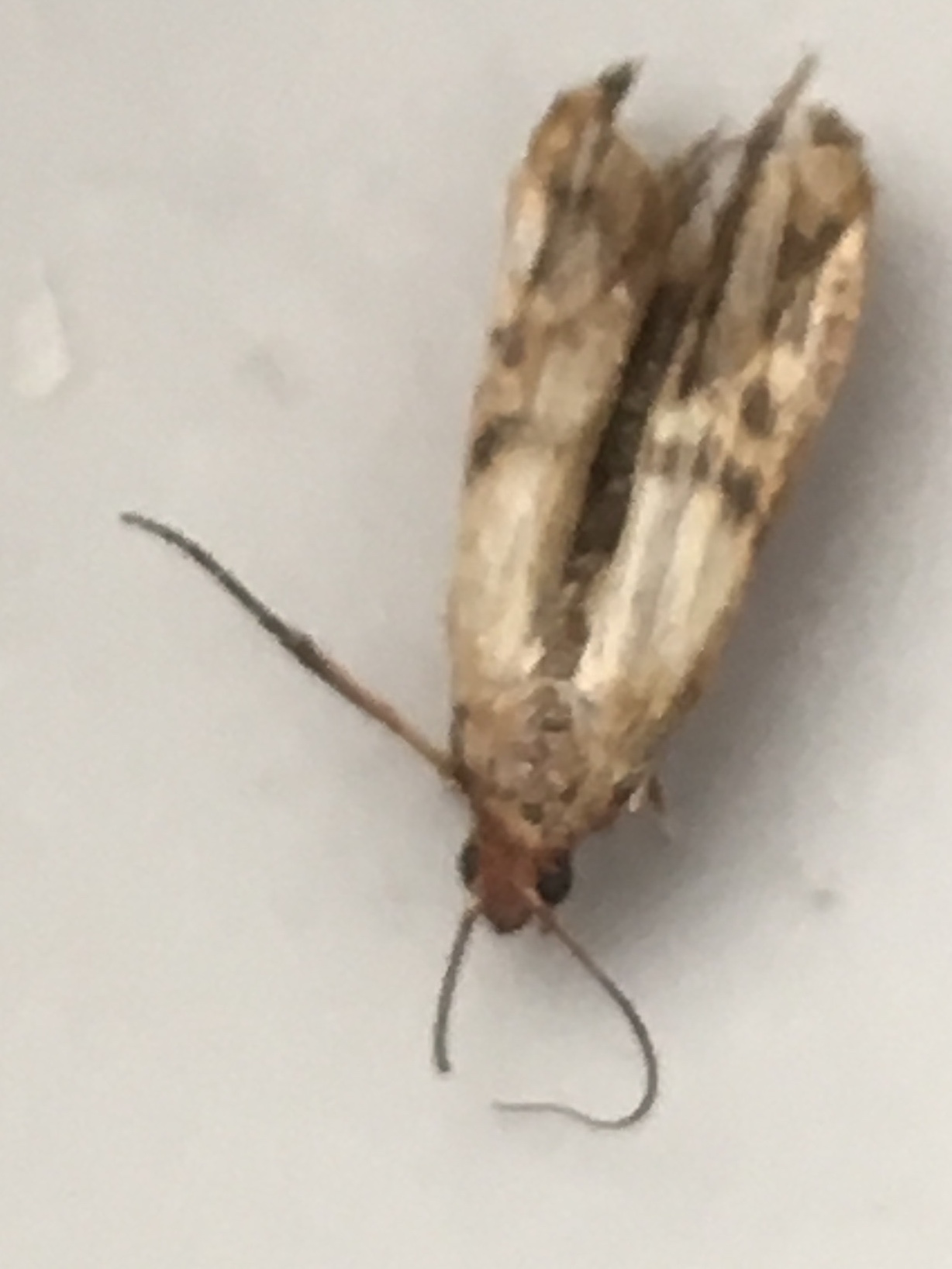 Picture for question