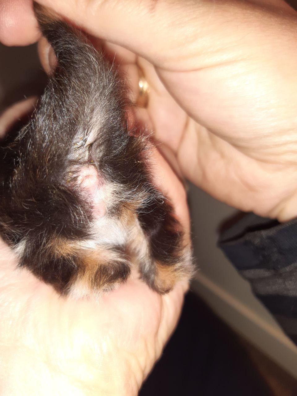 Picture for question