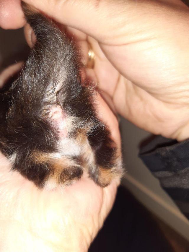 Picture for question