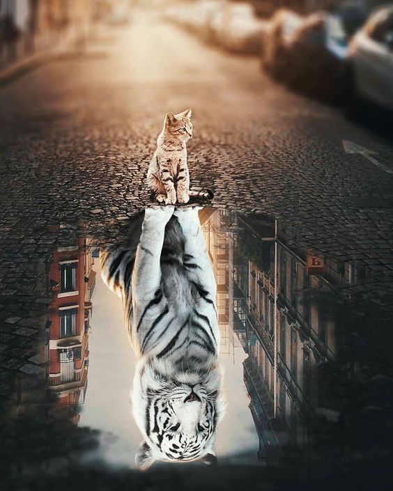 Picture for question