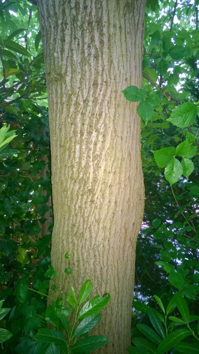 Picture for question