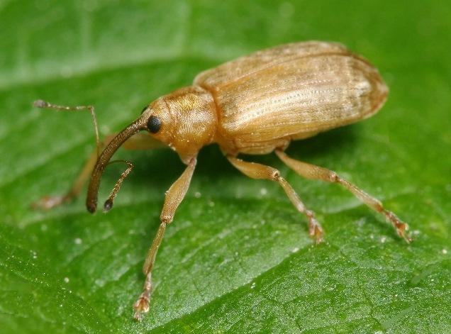 Plaatje bij antwoord