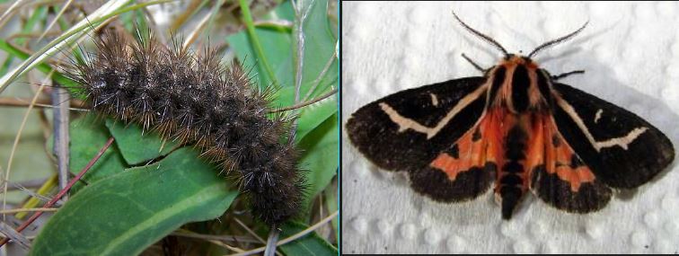 Plaatje bij antwoord