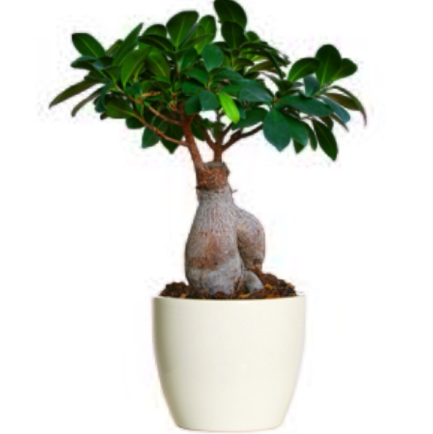 Plaatje bij antwoord