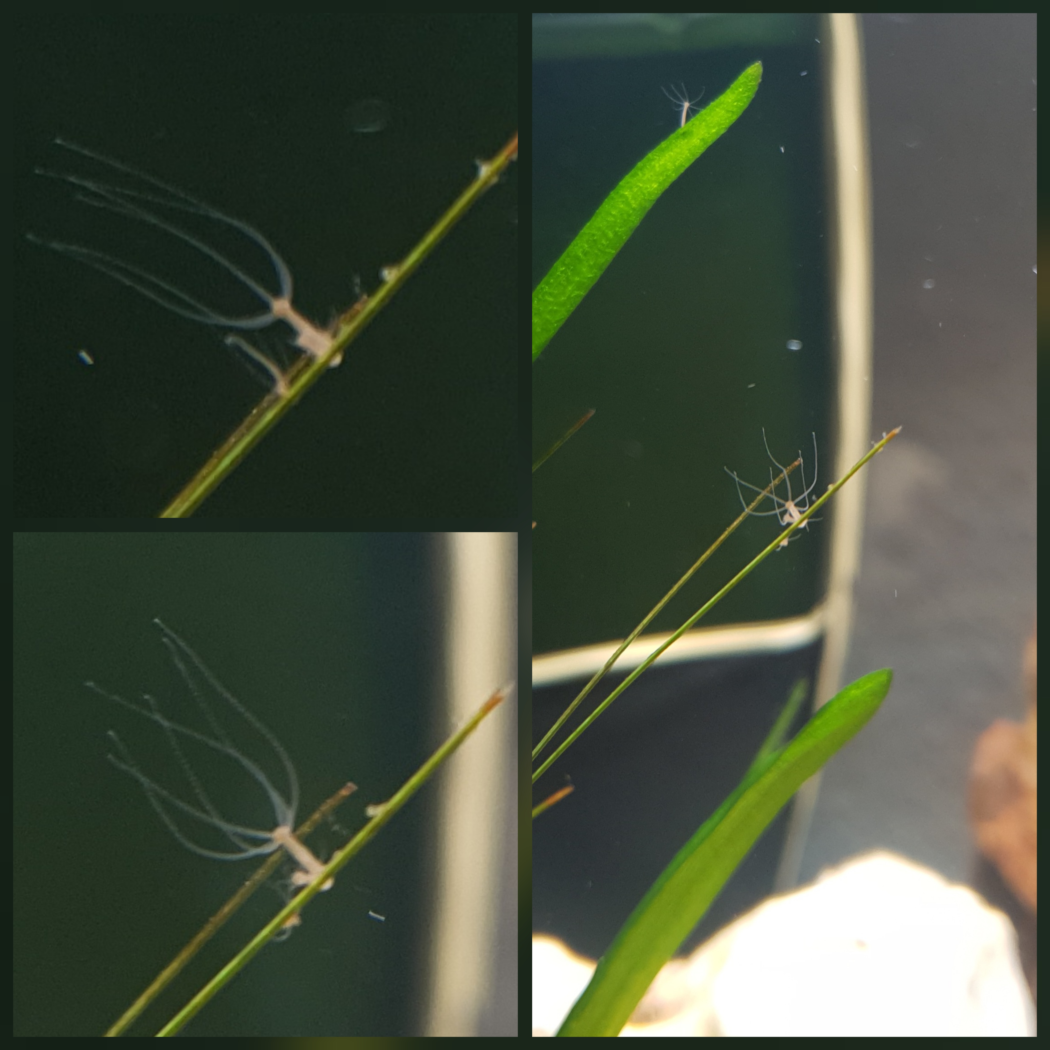 Picture for question