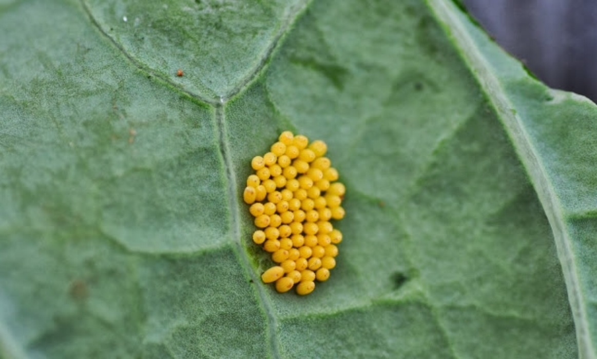 Plaatje bij antwoord