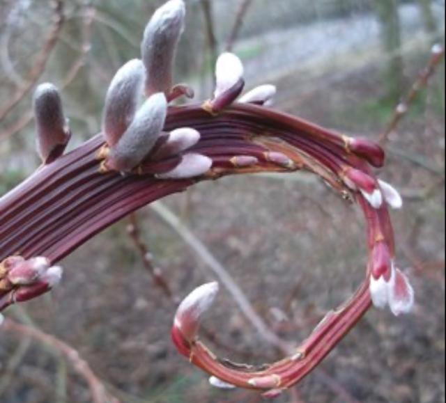 Plaatje bij antwoord