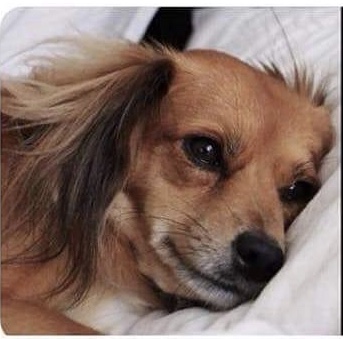 Plaatje bij antwoord