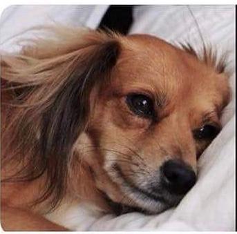 Plaatje bij antwoord