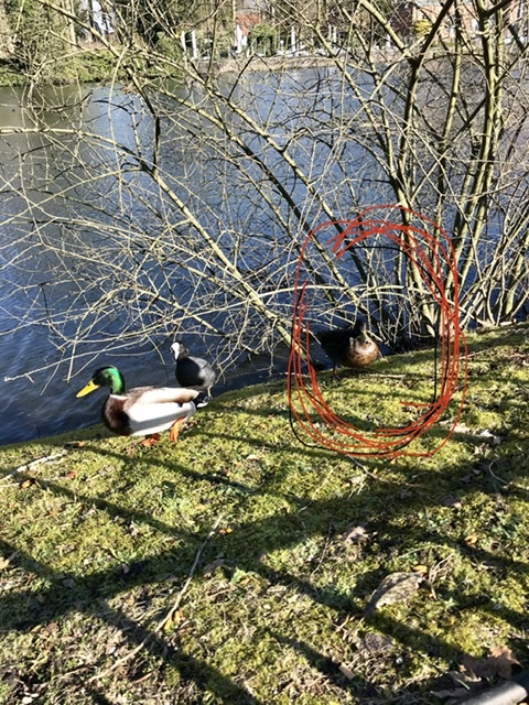 Picture for question