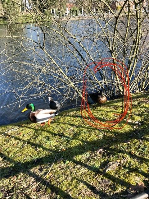 Picture for question