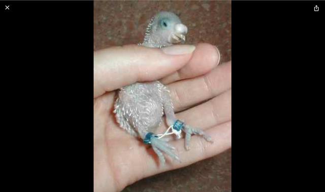 Plaatje bij antwoord