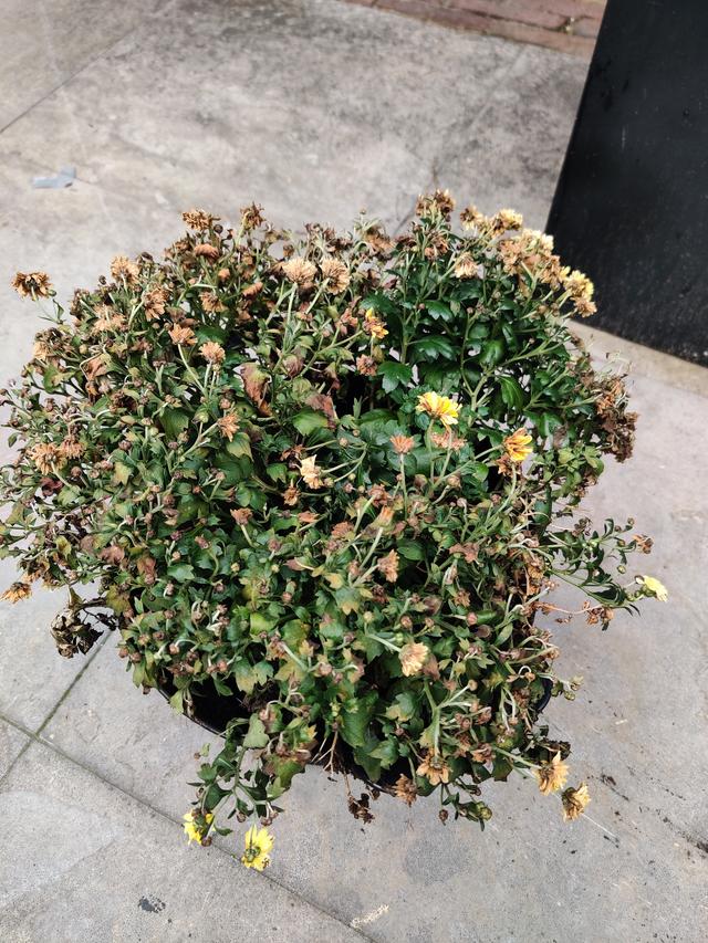 Picture for question