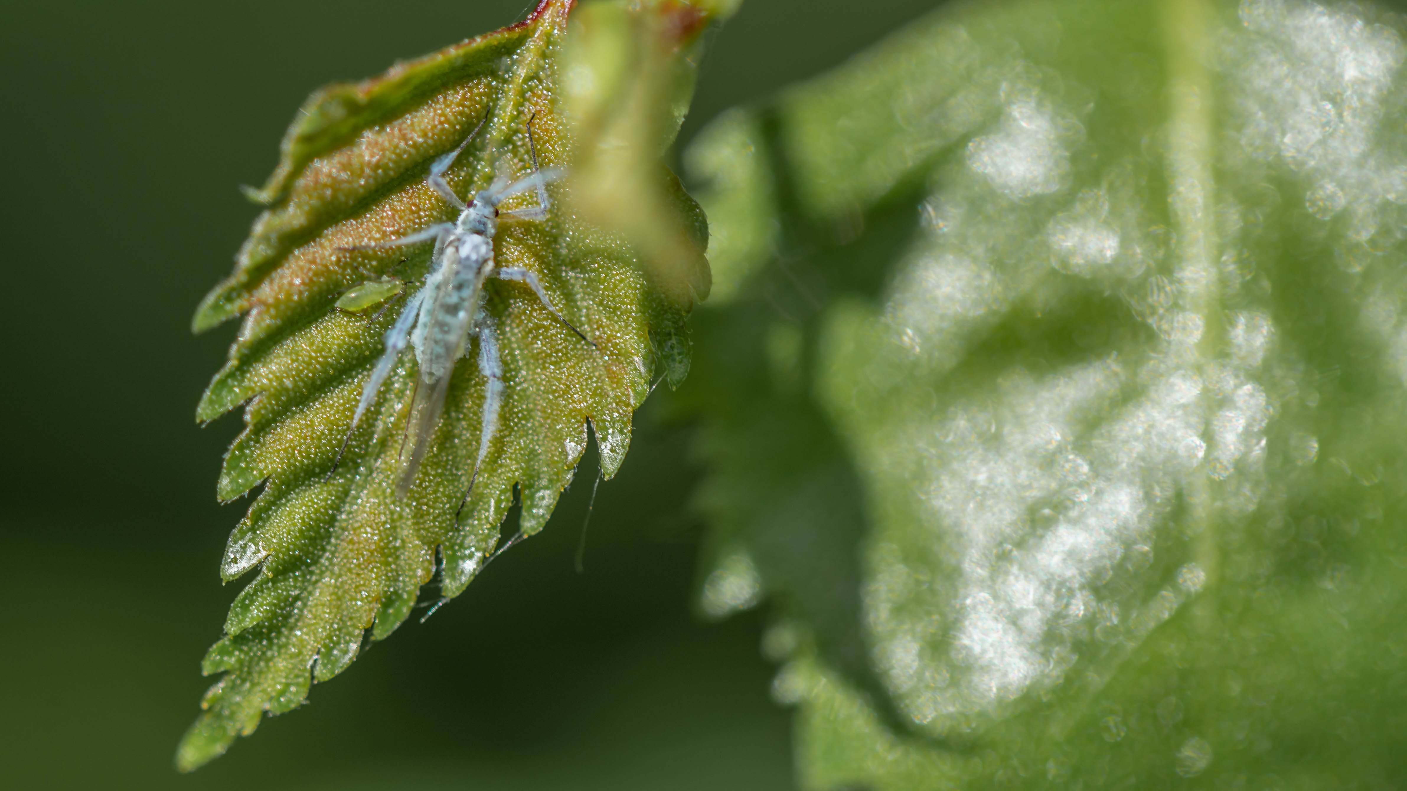 Picture for question