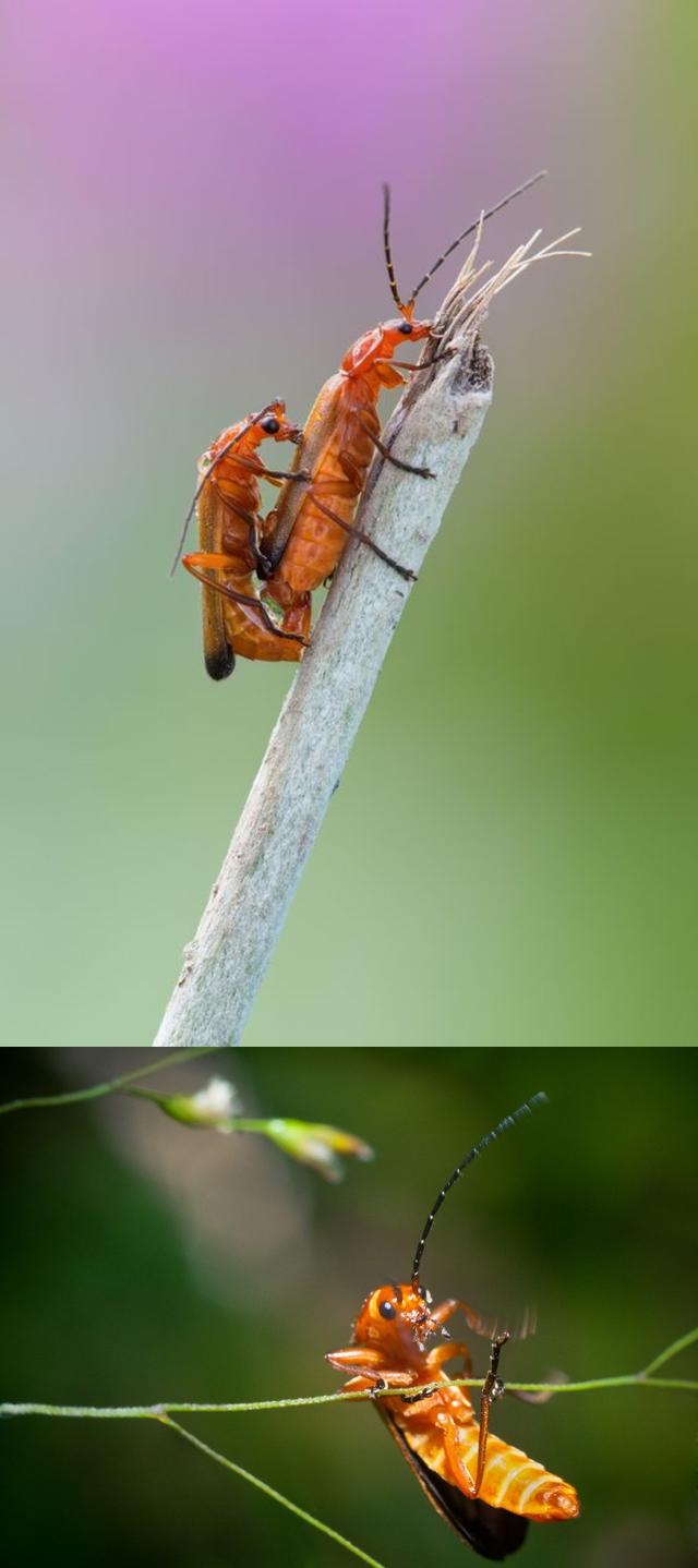 Plaatje bij antwoord