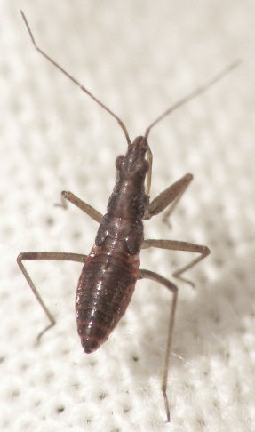 Plaatje bij antwoord