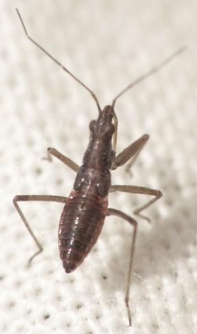 Plaatje bij antwoord