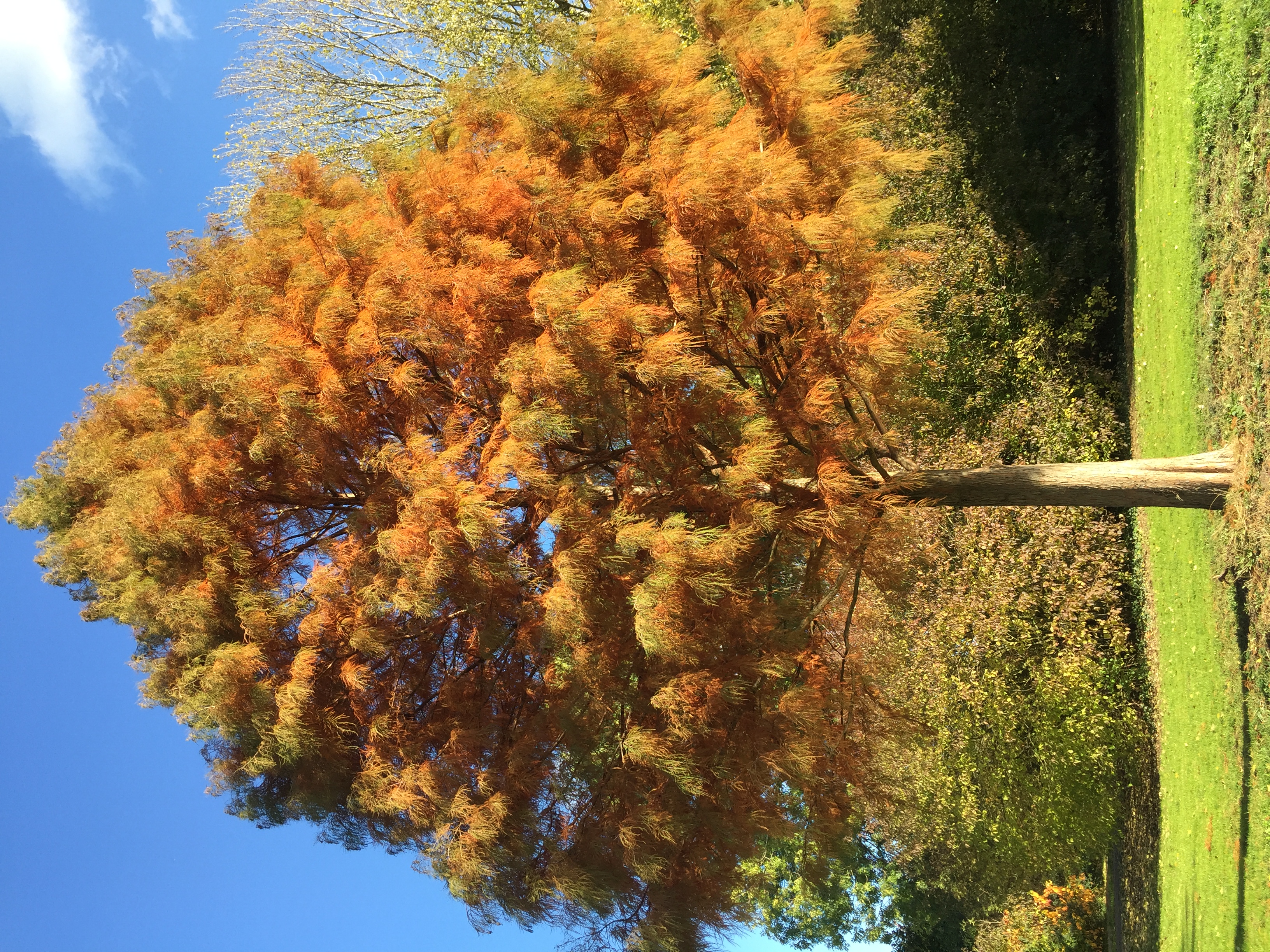 Picture for question