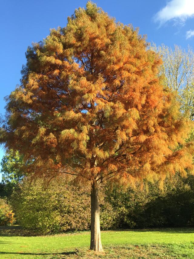 Picture for question