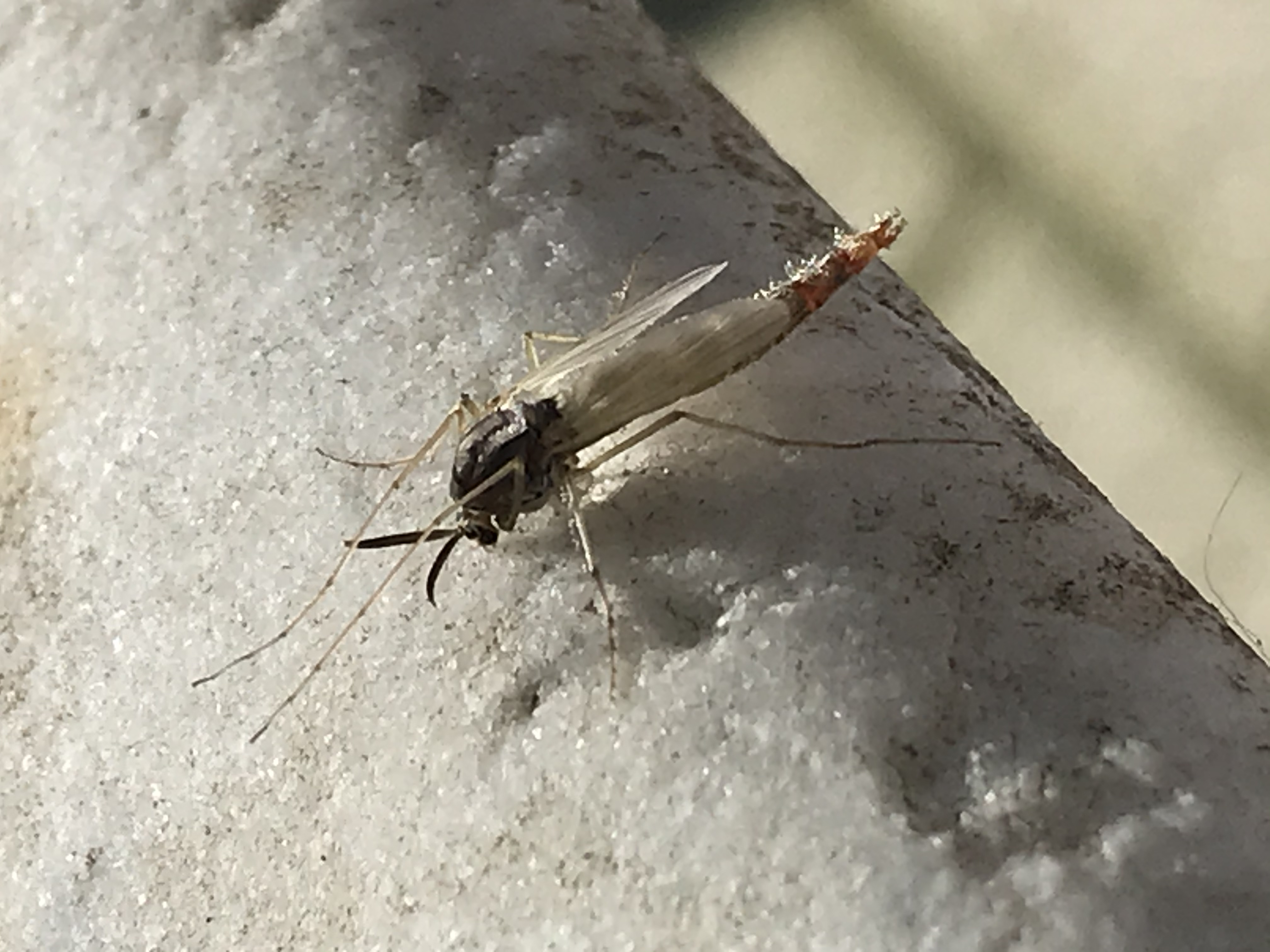 Wat voor dier is dit? - GoeieVraag