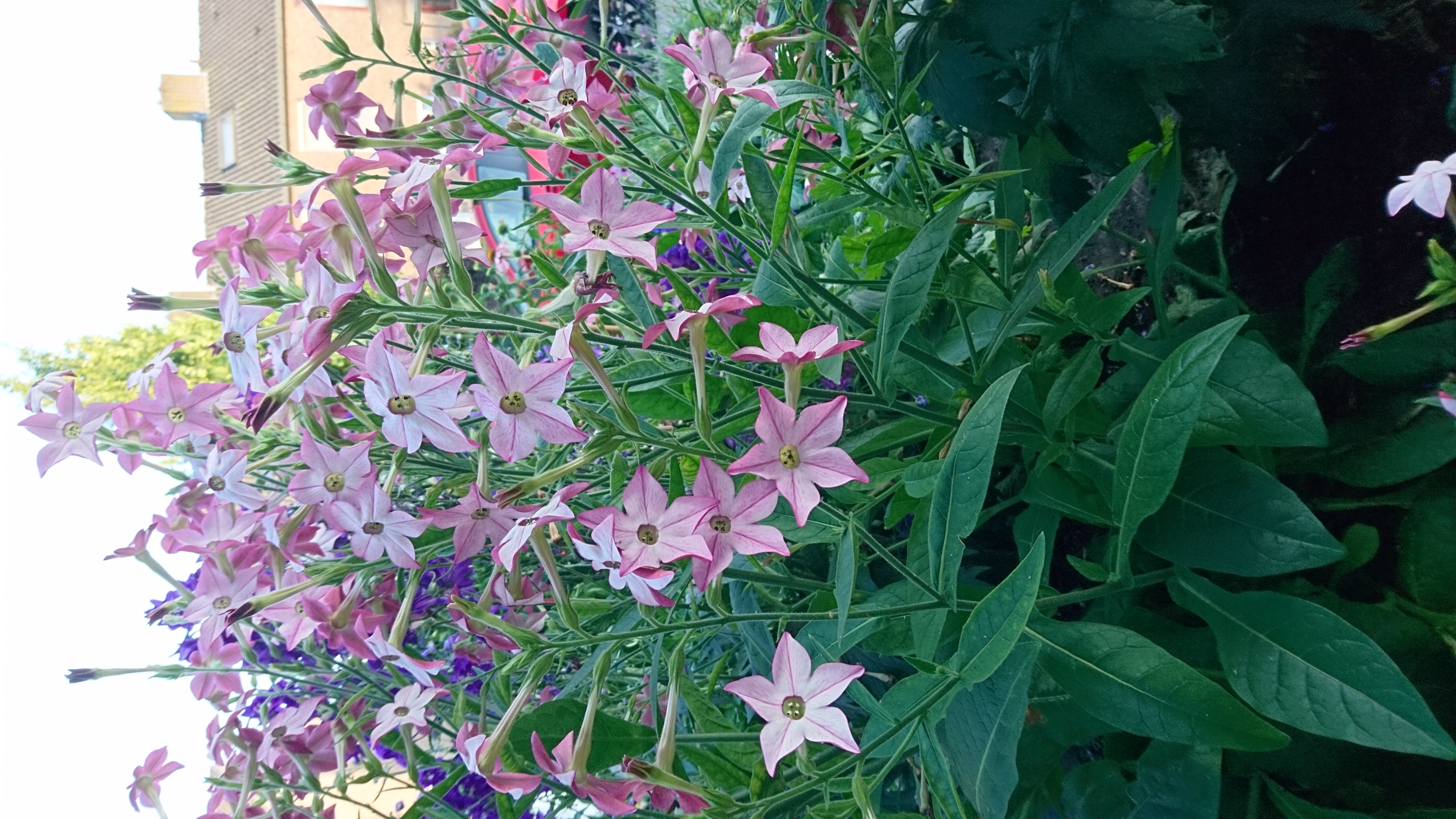 Picture for question