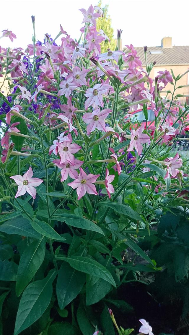 Picture for question