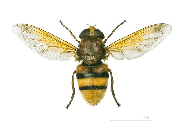 Plaatje bij antwoord