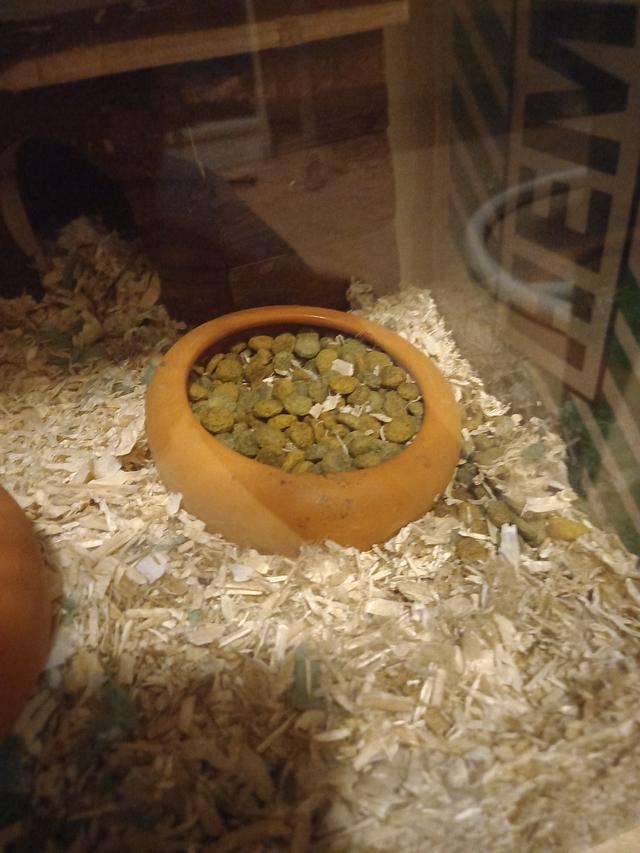 Picture for question