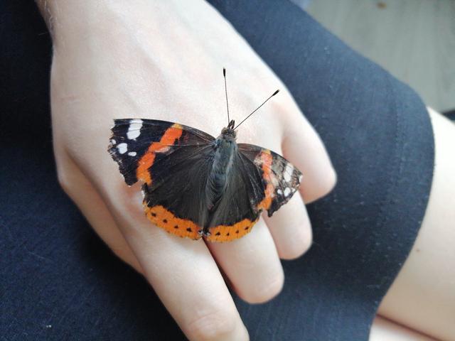 Picture for question