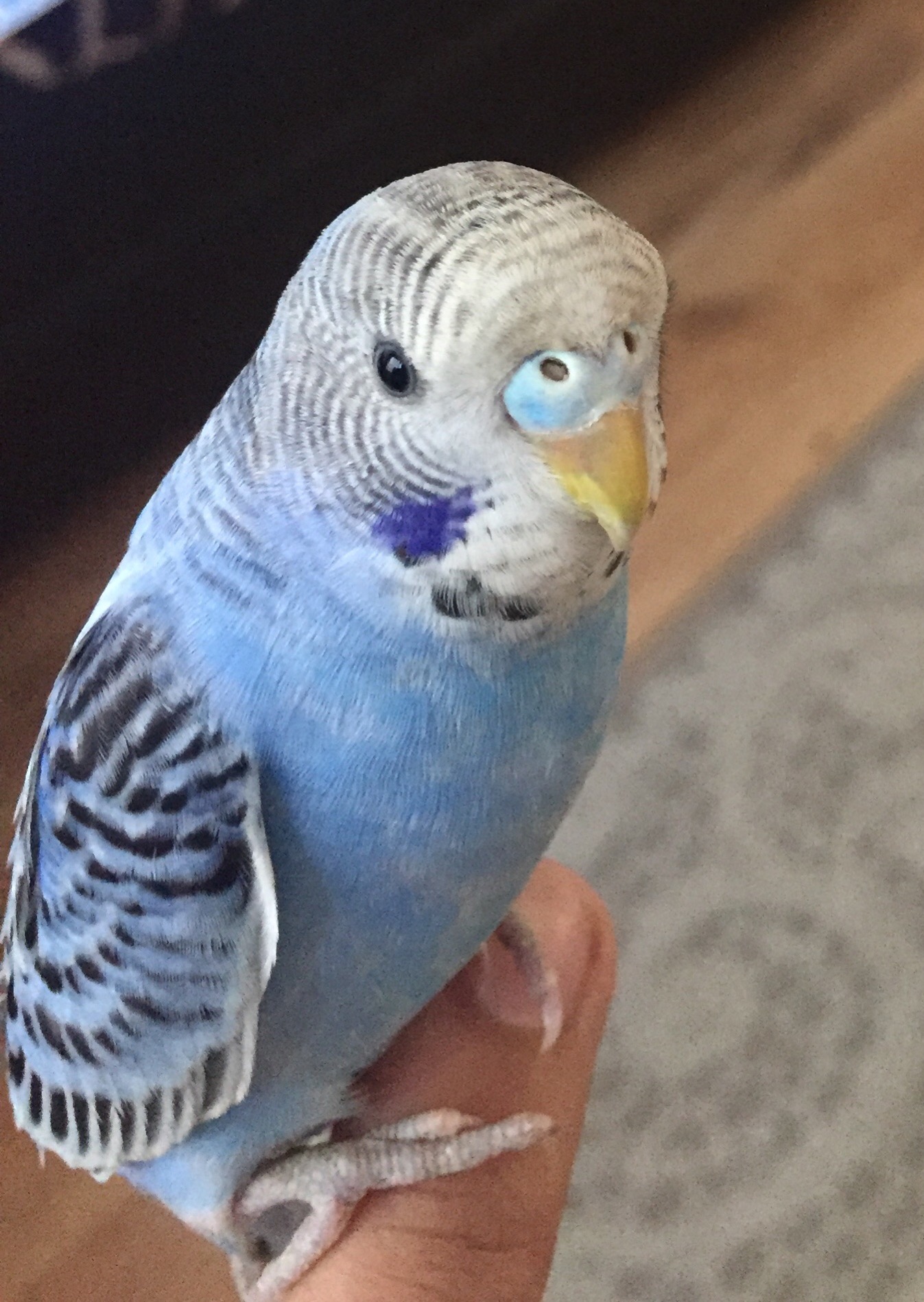 Picture for question