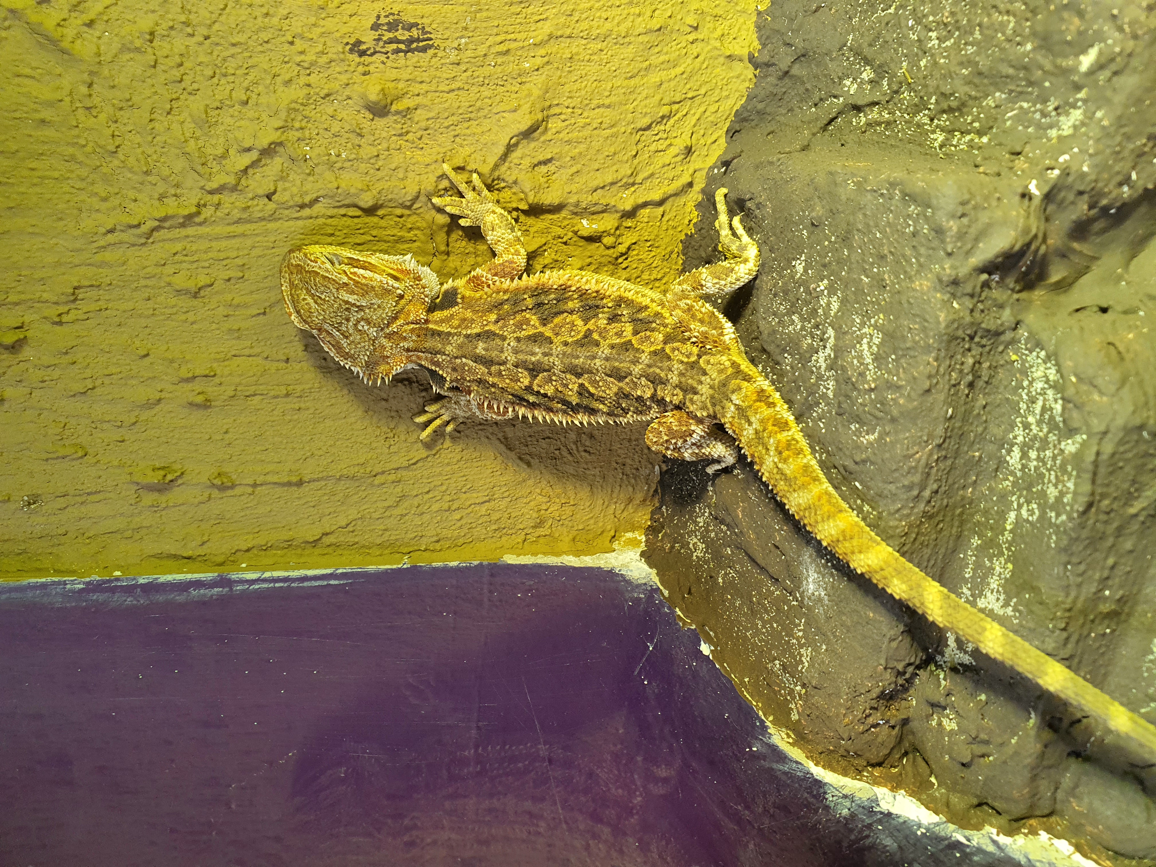 Picture for question