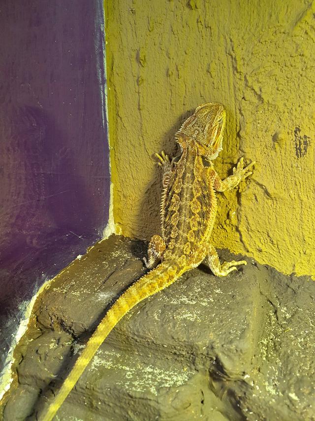 Picture for question