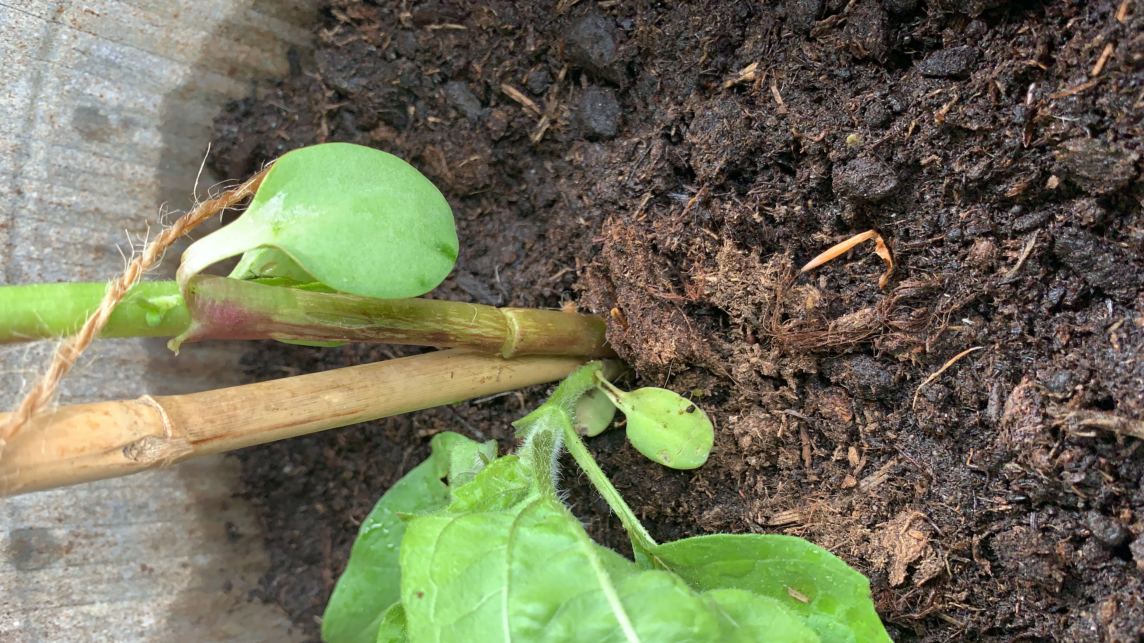 Picture for question