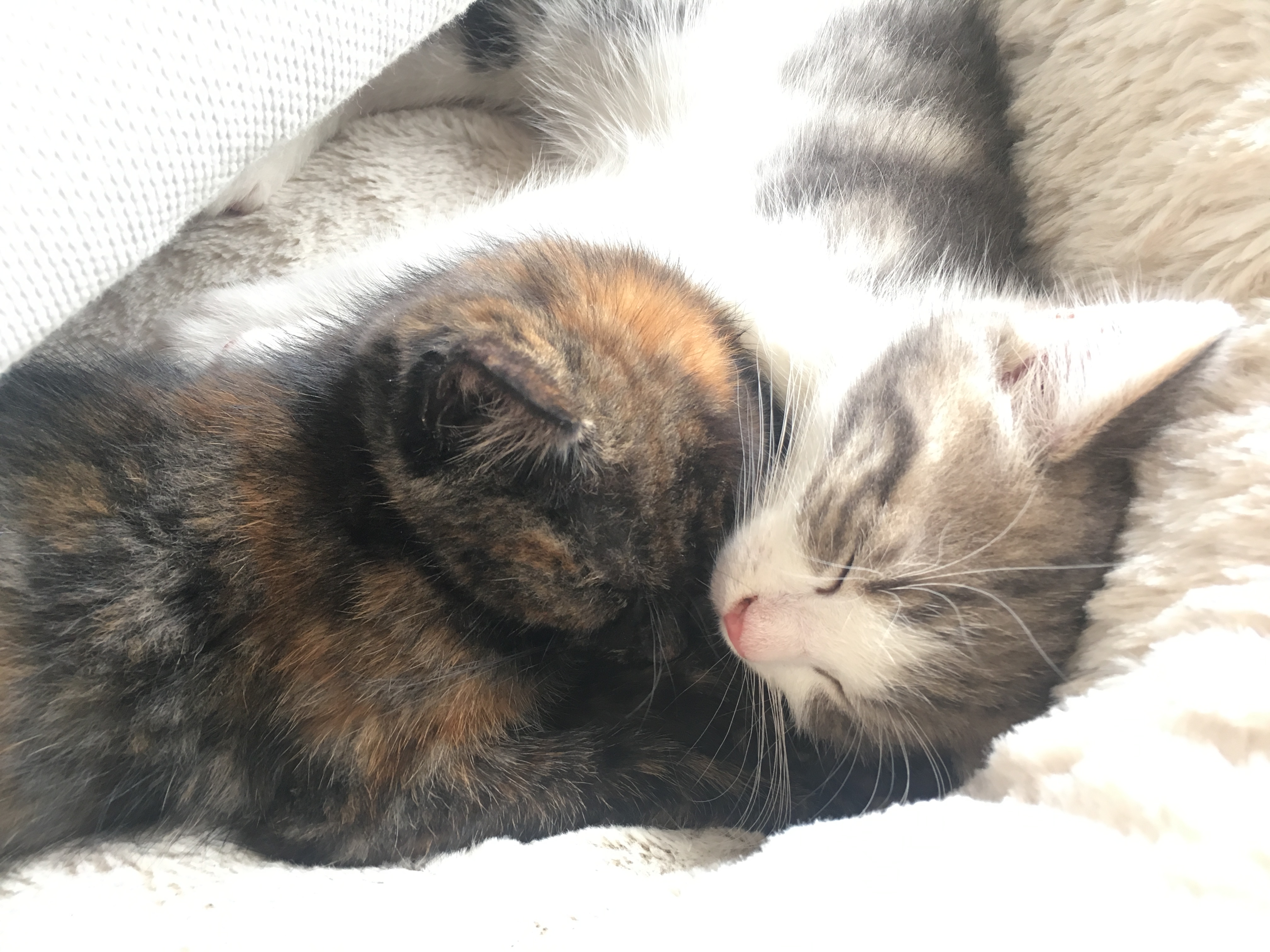 Picture for question